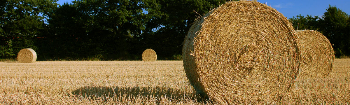 Harvest bales