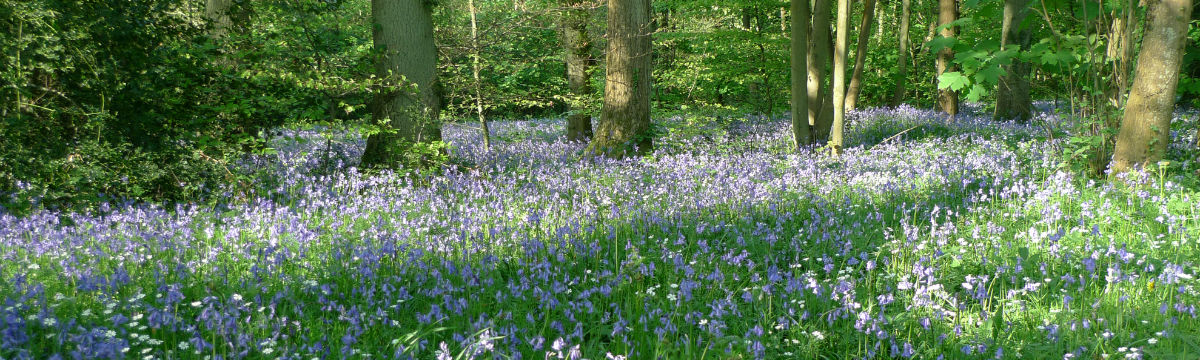 Bluebells